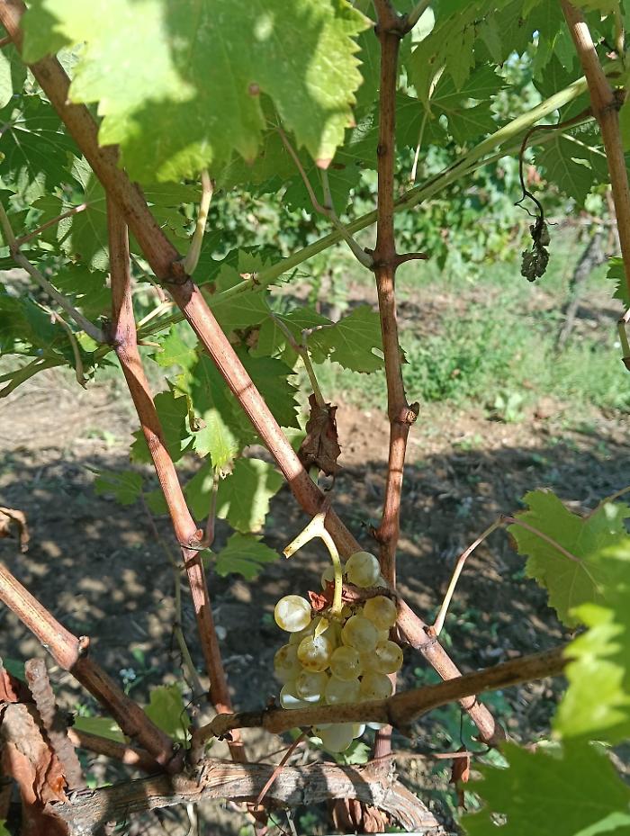 Marsciano, ladri saccheggiano vigneti: rubati 15 quintali di uva 