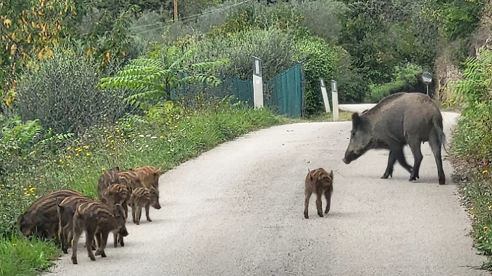 cinghiali incidenti stradali acquasparta