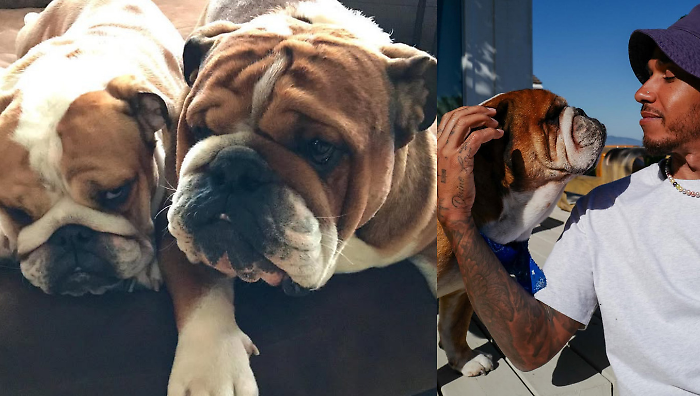 "Ora è insieme a Coco". L'addio straziante di Lewis Hamilton al suo cane Roscoe: "Ho perso il mio migliore amico"