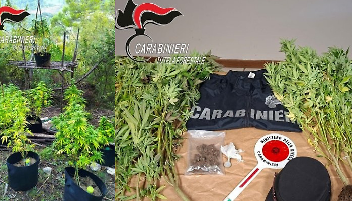 Ritrovata piantagione di marijuana in un bosco: denunciato un 40enne