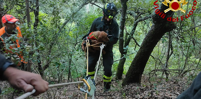 vigili del fuoco cagnetta