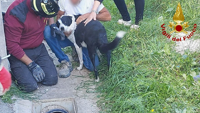 Cane si infila all'interno di una tubazione interrata e rimane incastrato. Salvato dai vigili del fuoco 