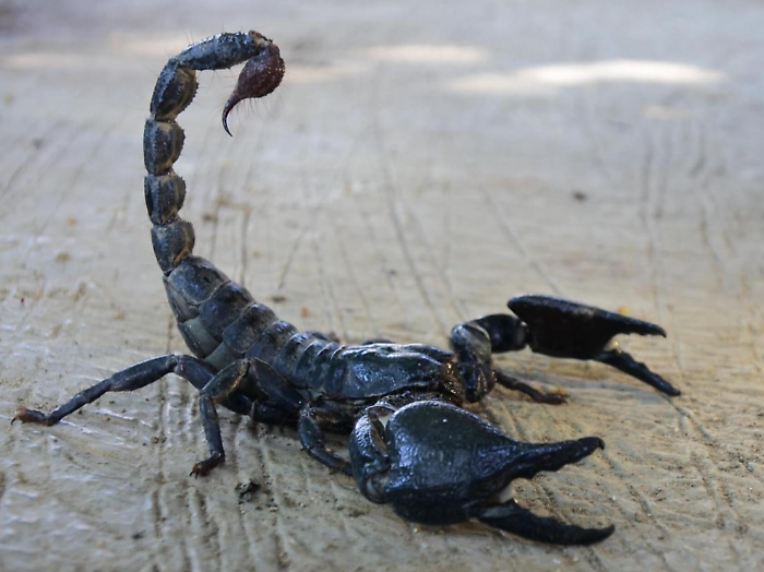 Oroscopo, è il mese del segno più affascinante: lo scorpione. Il suo veleno viene venduto a cifre da capogiro ma c'è chi lo tiene in casa come animale da compagnia
