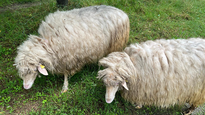 Pecora sbranata dal lupo