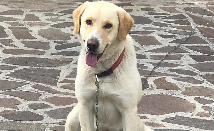 Il cane Rudy rinato due volte: salvato dall'abbandono e ora con un'operazione al cuore