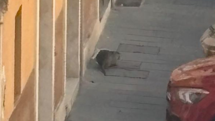 Grossa nutria a spasso per il centro storico di Foligno 