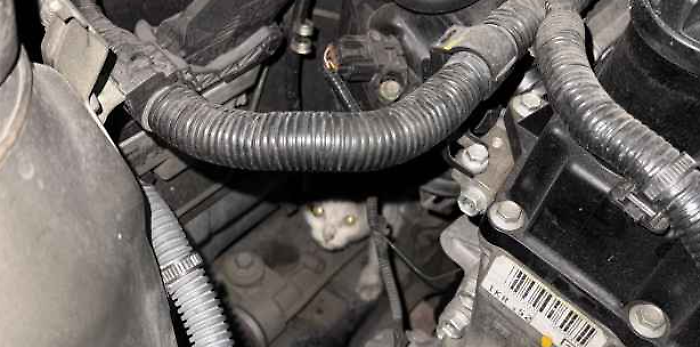 automobile freddo gatto appello