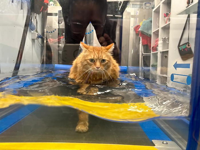 E' morto Ty, il gatto trovatello che nuotava in piscina per combattere contro l'obesità: pesava 14 chili