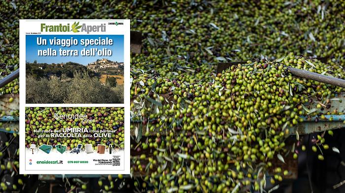 Un viaggio nella terra dell'olio: sfoglia l'inserto speciale Frantoi aperti