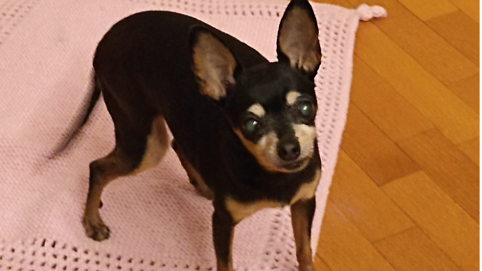 Vita la cagnolina uccisa da un sasso