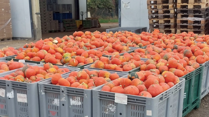 Raccolta delle zucche