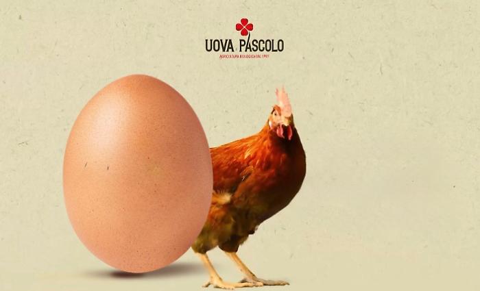 Le galline che ascoltano la musica classica, cos&igrave; nascono le uova bio che piacciono anche in Cina