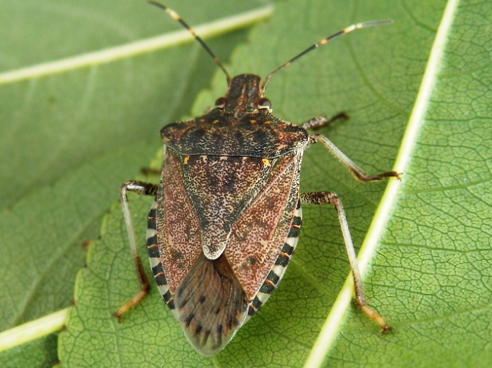 Autunno, stagione delle cimici: ecco come teneri lontani questi insetti con rimedi naturali