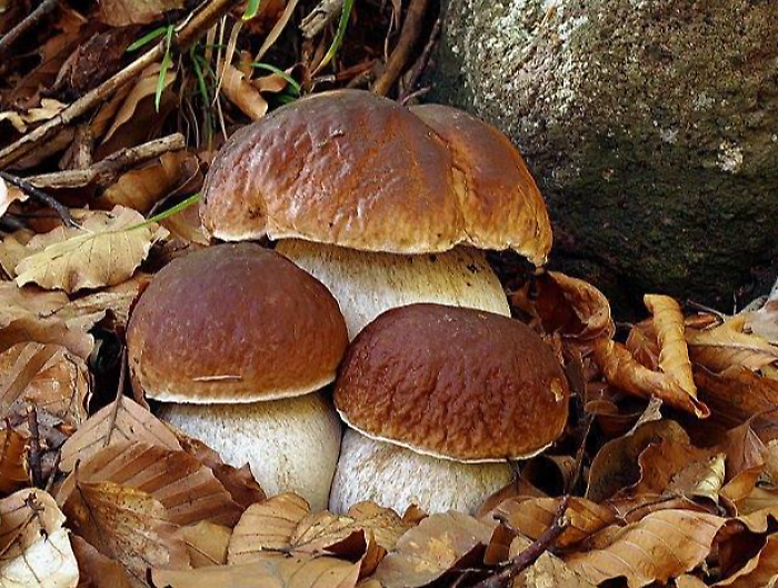 Dalla raccolta al tuo piatto: quante ricette con i funghi