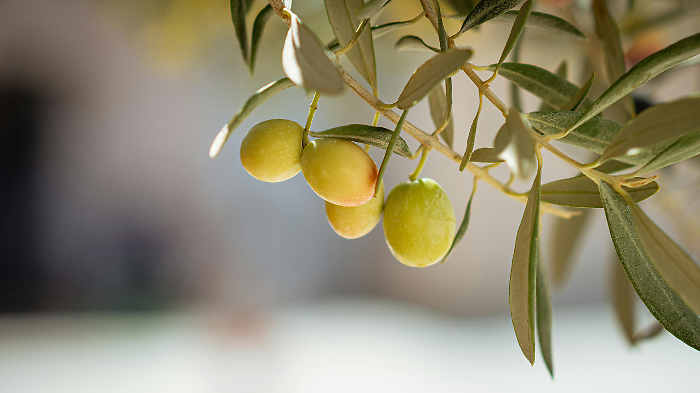 Flos Olei 2026, anche l'Umbria trionfa nel concorso dedicato ai migliori oli extravergine di oliva del mondo 
