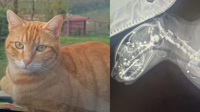 "Hanno sparato col fucile al mio gatto". La denuncia sui social: ora Leo rischia di rimanere cieco