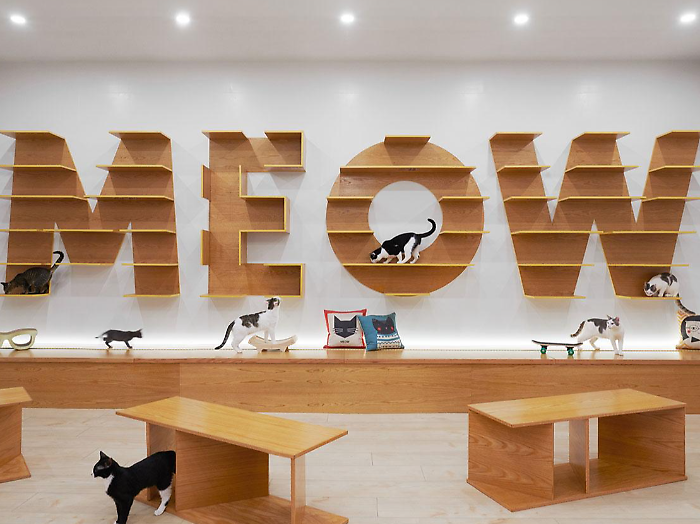 Cat café, da Taiwan a Milano: anche i gatti hanno il loro bar