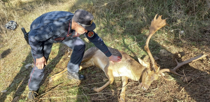 Daino rimane impigliato nel filo spinato: salvato dai carabinieri forestali a Passignano sul Trasimeno