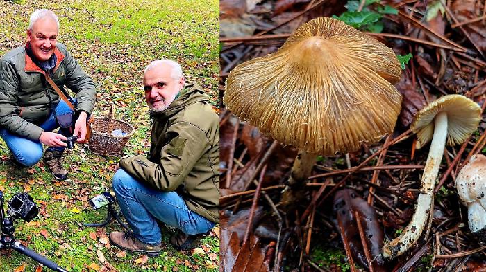 Scoperte due nuove specie di funghi: "Città di Castello è laboratorio vivente di biodiversità"