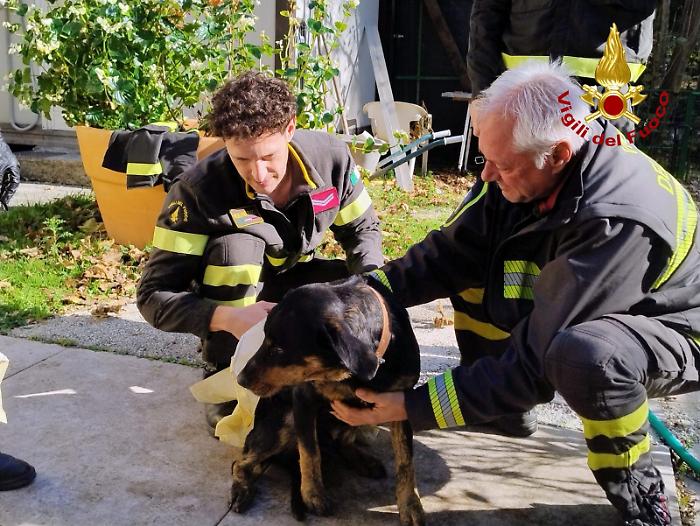 Cane finisce in un lago artificiale e viene salvato dai vigili del fuoco