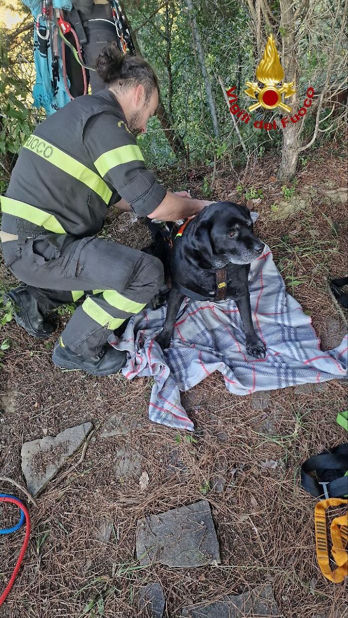 Labrador scivola in un dirupo. Salvato dai vigili del fuoco 