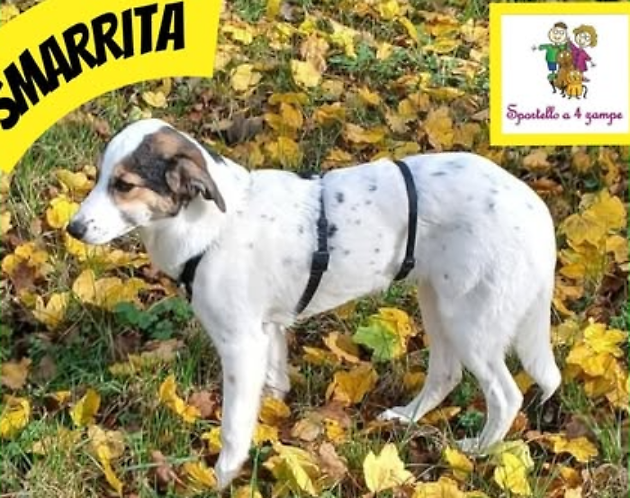 Sportello a 4 zampe di Perugia,  scatta la ricerca per bella a Pian di Massiano