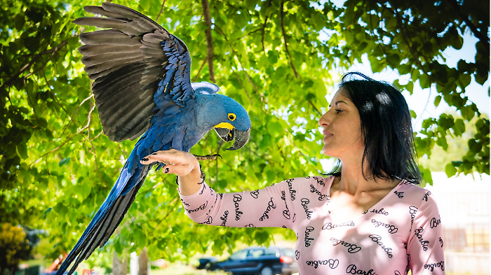 A Montefalco una scuola di volo per pappagalli. Ben 140 creature nate in cattività hanno trovato una casa