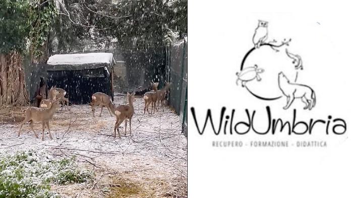 La prima neve e i suoi piccoli protagonisti: scopri la foto dei cerbiatti immortalati da WildUmbria