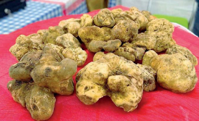 Marchio Umbria per fare finalmente squadra