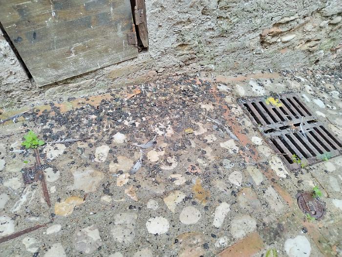 "Un borgo invaso dai piccioni". L'appello di chi vive nella frazione di Guadamello 