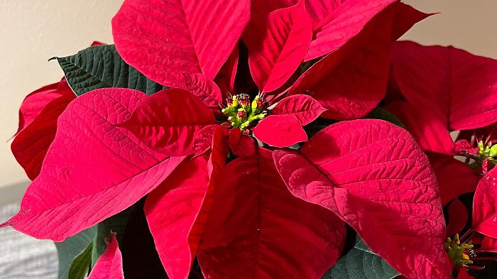 Prova a rubare in un'azienda  mentre vende gadget natalizi