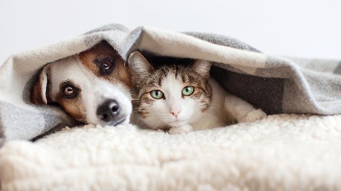 Sempre pi&ugrave; italiani vivono con cani e gatti: nel Centro Italia la quota di famiglie con animali &egrave; la pi&ugrave; alta