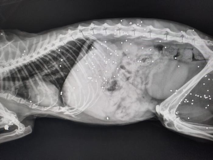 I pallini che hanno raggiunto il felino