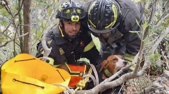 Segugio cade da un dirupo durante una battuta di caccia: salvato dai vigili del fuoco 