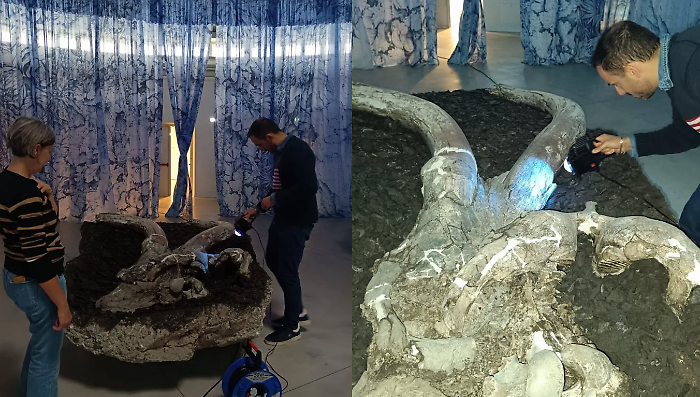 Museo paleontologico, al lavoro per recuperare i preziosi fossili: l'equipe di restauratori ha avviato l'intervento 