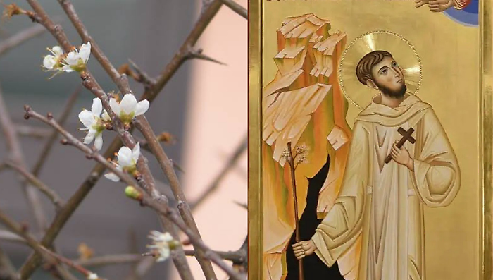 Il Beato Angelo e la fioritura del biancospino: la storia del miracolo che si ripete ogni inverno a Gualdo Tadino 