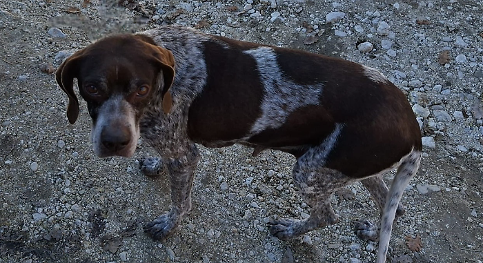 cane rubato orvieto carabinieri