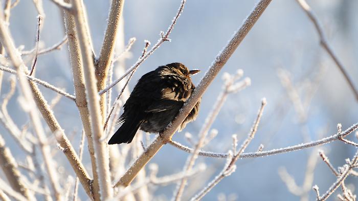 Giorni della merla, perch&egrave; si chiamano cos&igrave;? Le due versioni della leggenda popolare 