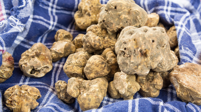 Mercato del tartufo 2026, prezzi record fino a 5.000 euro al kg per il bianco pregiato: habitat, razze di cani e come iniziare a tartufare