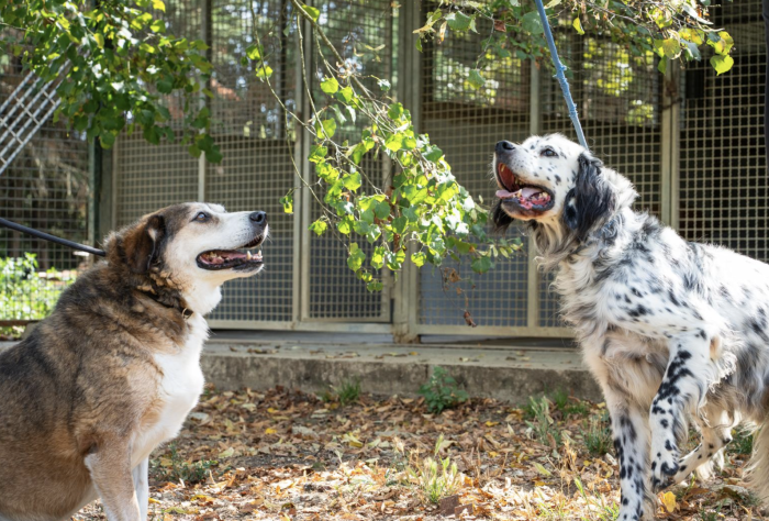 Canile di Lerchi a Citt&agrave; di Castello tra speranza e amici a quattro zampe in cerca d&rsquo;amore
