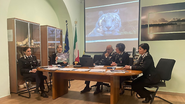  Oltre 35 mila controlli, 705 illeciti e lotta alle discariche abusive: i numeri del 2025 dei carabinieri forestali 