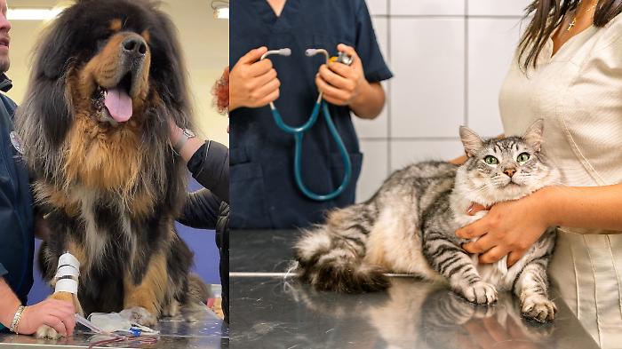 Medicina veterinaria, l'Umbria recepisce le nuove linee guida nazionali sulle trasfusioni per cani e gatti. Ecco cosa cambia