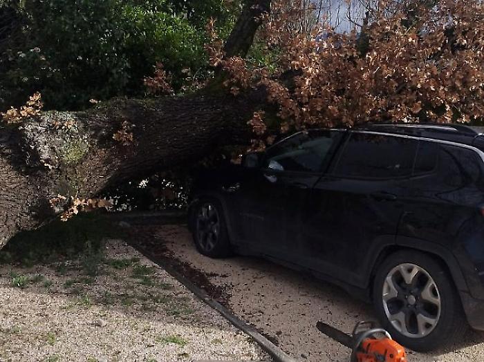 Grossa quercia crolla su due auto in sosta: &egrave; successo nel parcheggio di un'attivit&agrave; in zona Madonna di Lugo