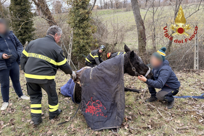 Nocera Umbra, cavallo cade in un fiumiciattolo: salvato dai Vigili del Fuoco