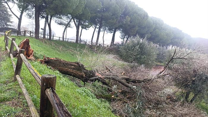 "Grave episodio anche sabato con un grosso pino crollato". Il sindaco Dimiziani rimarca l'urgenza del taglio
