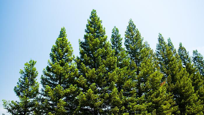 Taglio dei pini, il 18 la protesta: gli ambientalisti in difesa degli alberi all'ingresso del paese
