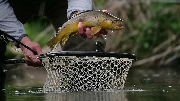Pesca sportiva, pronti 17 quintali di trote per ripopolare i fiumi umbri. L'assessora Meloni: "Lavoriamo tutelare gli ecosistemi fluviali"