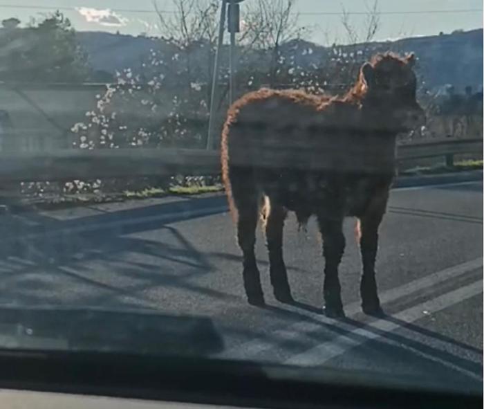 Vitello corre libero sulla Pian d'Assino a Gubbio tra le auto in coda: il video