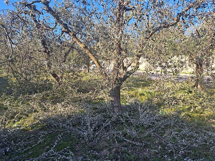 I ramoscelli degli ulivi umbri per la Domenica delle Palme in Piazza San Pietro: come fare per partecipare alla raccolta