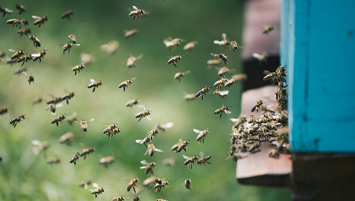  A Gubbio seminario dedicato al mondo delle api e alla produzione di miele